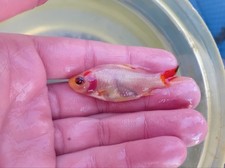 pesci rossi di varietà 