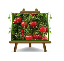 Melograno Wonderful Alberello