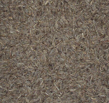 KUMMEL SEMI (Sicilia che gusto