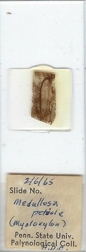 Medullosa petiole fossile di - petiole, (fossile