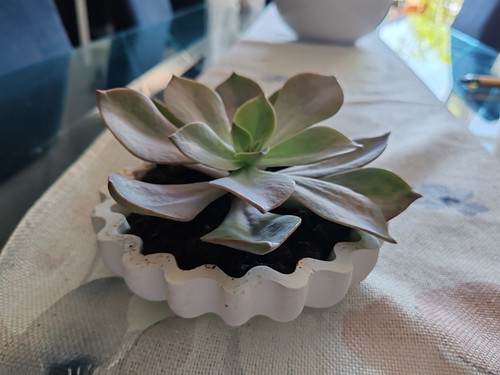 Echeveria perla norimberga - ,