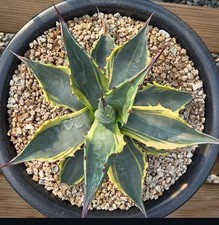 Agave montana blue ocean - montana,