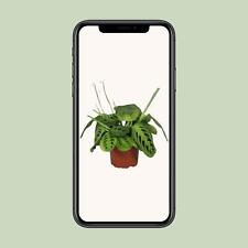 Maranta Leuconeura' Fascinator