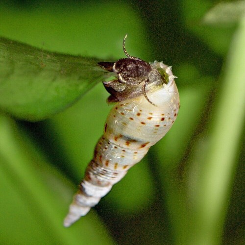 Lumaca melanoides - x,