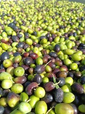 5LT Olio Extravergine d'Oliva