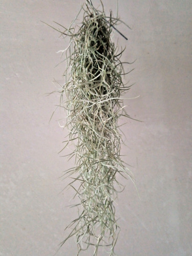 Tillandsia usneoides plantas