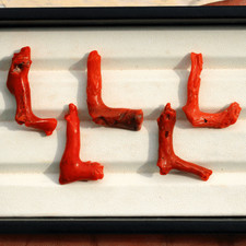 5 pezzi corallo rosso italiano