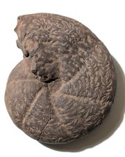 AMMONITE Phylloceras FOSSIL