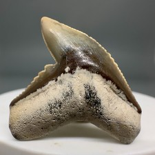 Dente di squalo colorato alta