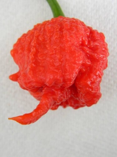 Semi peperoncino - semi,