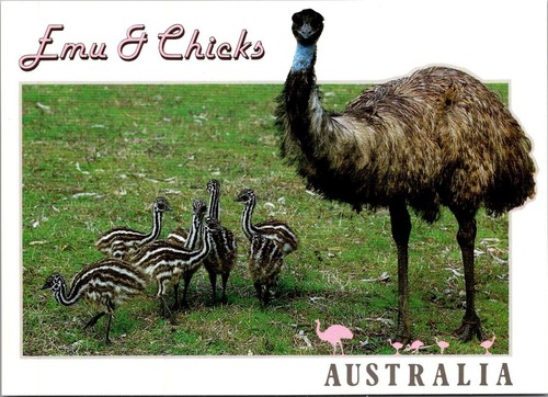 Cartolina animale 4x6 emu - animale,