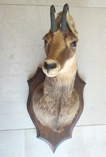 Trofeo testa di CAMOSCIO imbalsamato