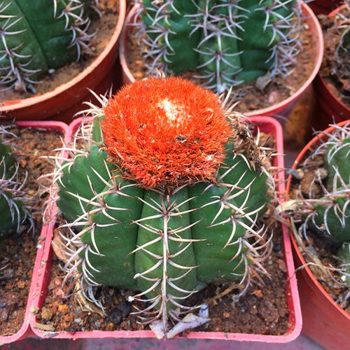Cactus melocactus matanzanus - cactus,