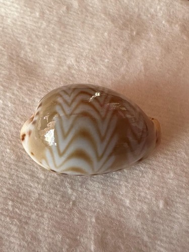 Cyprea ziczac rare pattern - ziczac,