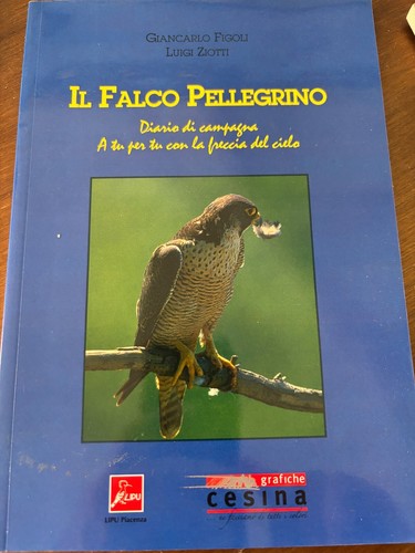 Falco pellegrino figoli e - il,