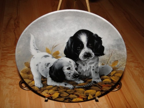 Field puppies setters - puppies,