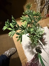 Lotto misto di 11 piante in