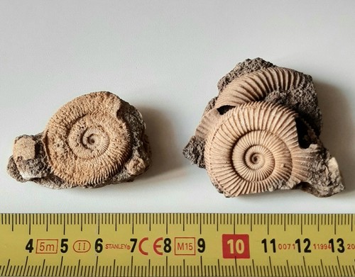 Lotto ammoniti dactylioceras - ammoniti,