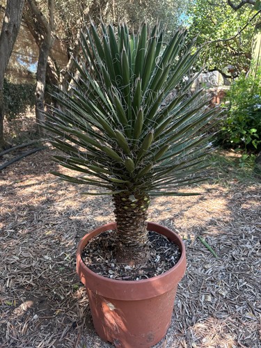 Yucca filifera pianta - -, da
