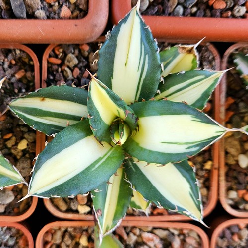 Agave titanota fo76 - titanota, mediopicta