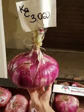 Veri Semi Cipolla Rossa Dolce di Partanna Trapani Sicilia Seeds Ebay RARA SWEET