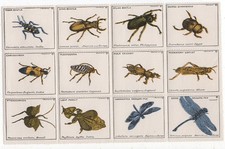FG0498 Timbro Poster: Serie Animali Insetti