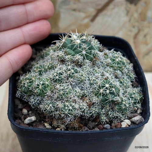Coryphantha elephantidens