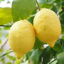 PIANTA DI LIMONE DI