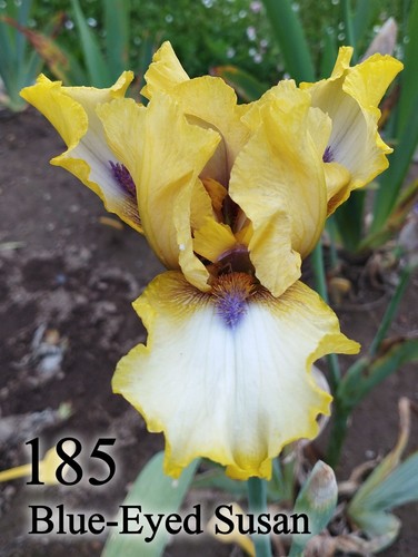 Rizoma iris germanica - 1,