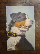 CARTOLINA CANE BOVARO DEL BERNESE