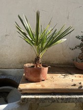 Bonsai Palma TRACHYCARPUS