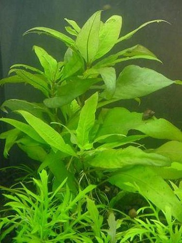 Pianta piante per acquario - pianta,