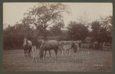 Bella Cavalli Pascolo Antico