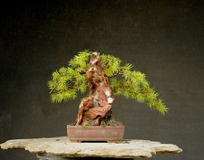 Bonsai di Abete resistente