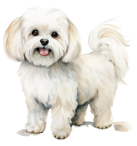 Adesivo auto maltese cani