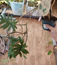 Philodendron mayoi - Fogliame palmato e nervato, rara pianta tropicale