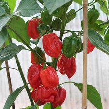 Habanero red peperoncino rosso