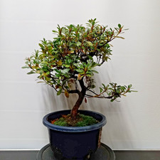 Bonsai azalea giapponese n5 - bonsai,