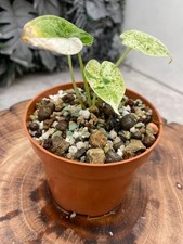 ALOCASIA DRAGON SCALE MINT