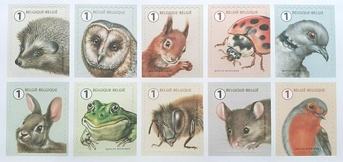 Belgium 2020 animals - belgium, frog