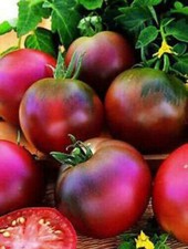 POMODORO NERO RUSSO NERO, 50 SEMI + OMAGGIO