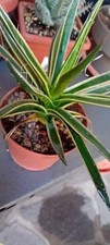Agave filifera variegata pot.10,5 Diam.pianta 20cm