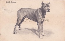 CANE GRANDE DANESE - Cartolina