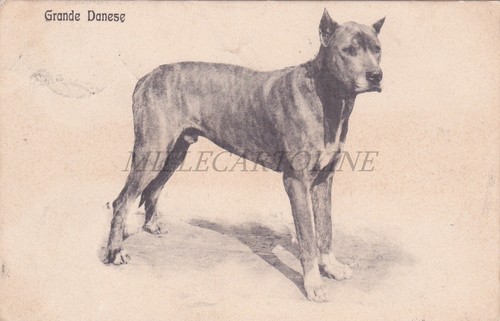 Cane grande danese - -, cartolina