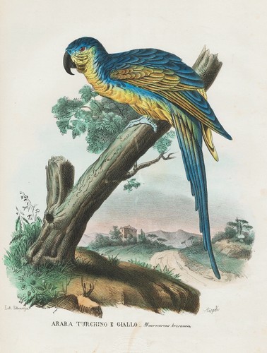 Anodorhynchus blauaras - anodorhynchus,