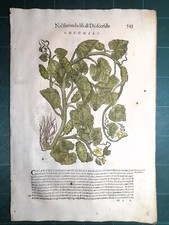 MATTIOLI MATTHIOLI Erbario a