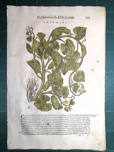 Mattioli matthioli erbario - matthioli, a