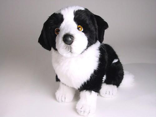 Border collie cucciolo - border, di