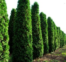 Thuja occidentalis american - thuja, occidentalis,