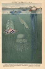 1895 Stampa Antica = POLIPI